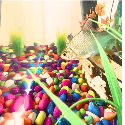 Assorted Decorative Pebbles/Stones( Any 7 Colors)